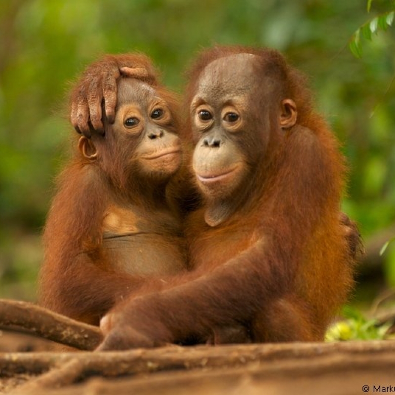 See wild orangutans in Borneo See wild orangutans in Borneo